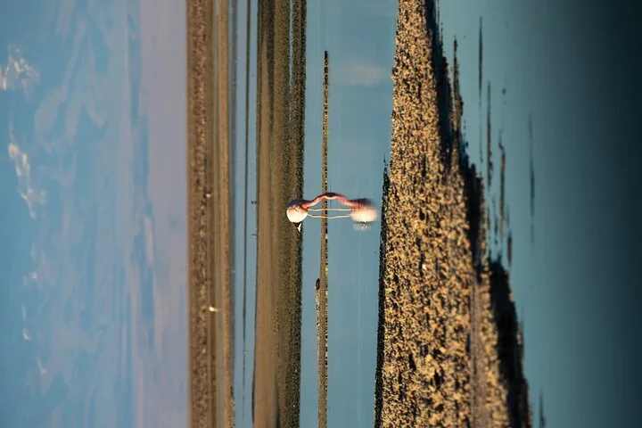 Flamingo standing in shallow water with reflections of surrounding mountains.