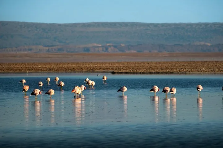 Flamingo grazing in a salt flat with reflections on the calm water.