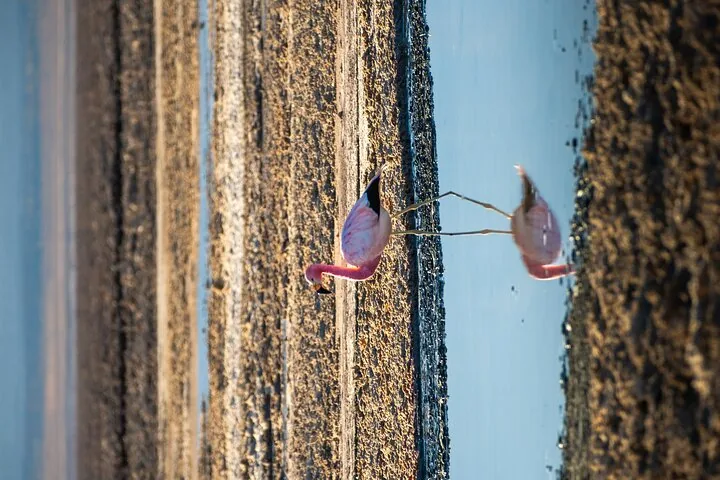 Flock of flamingos wading in a shallow lake against a desert background.